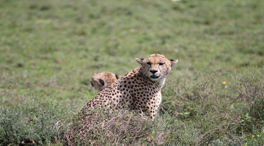 4 Days Tanzania Shared Group Safari